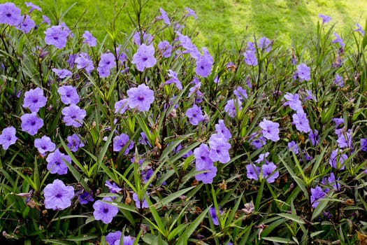 close up Purple flowers