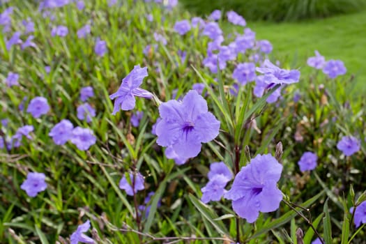 close up Purple flowers