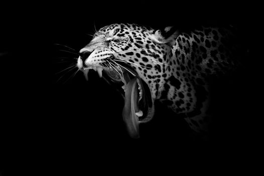 Jaguar portrait