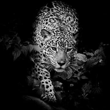 close up Jaguar Portrait