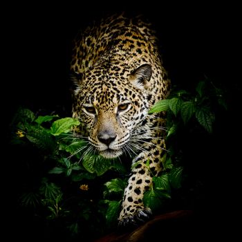 close up Jaguar Portrait