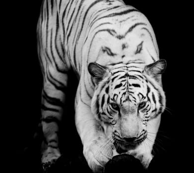 WhiteTiger, portrait of a bengal tiger.