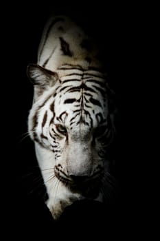 WhiteTiger, portrait of a bengal tiger.