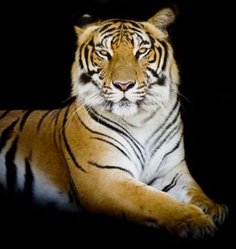 Tiger, portrait of a bengal tiger.