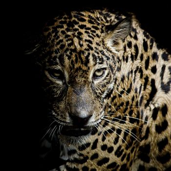 Leopard portrait