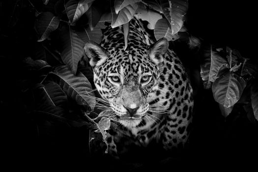 Jaguar portrait