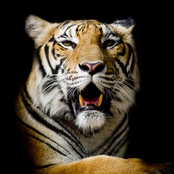 Tiger, portrait of a bengal tiger.