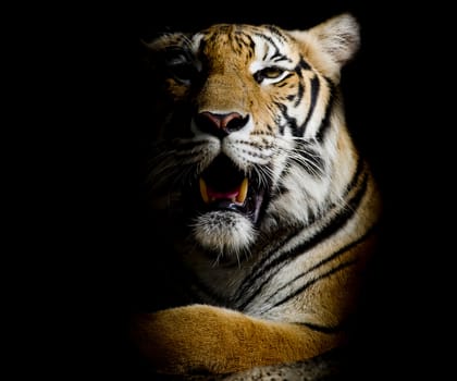 Tiger, portrait of a bengal tiger.