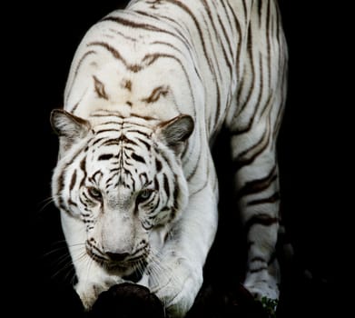 WhiteTiger, portrait of a bengal tiger.