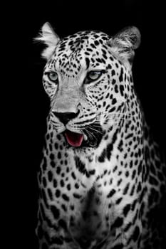 Leopard portrait