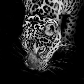 Jaguar portrait