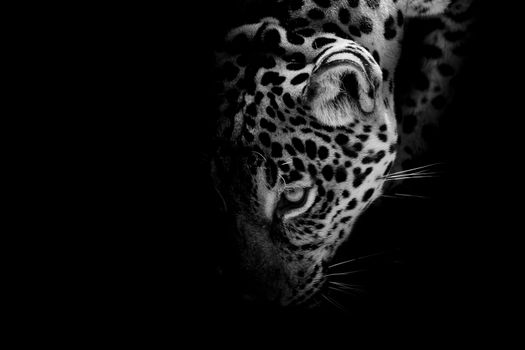 Jaguar portrait