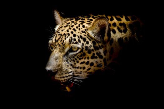 Jaguar portrait