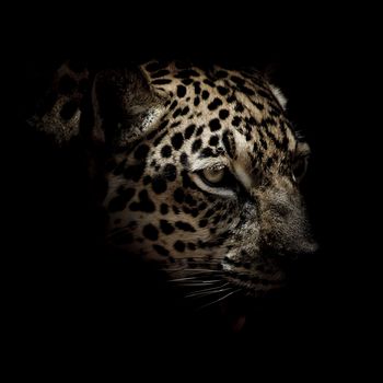 Jaguar portrait