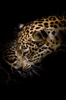 Jaguar portrait