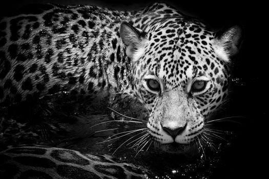 Jaguar portrait