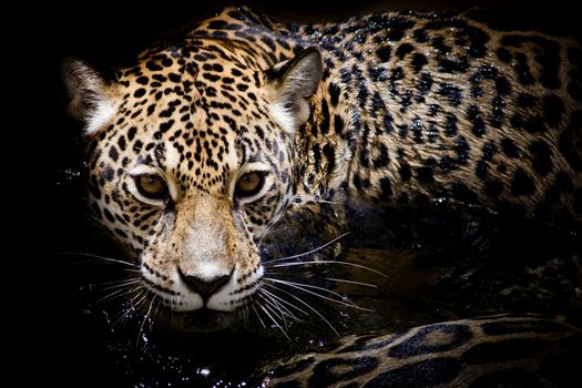 Jaguar portrait