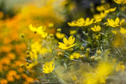 cosmos flowers with bokeh - abstract