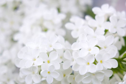 Blooming lilac flowers. Macro photo.