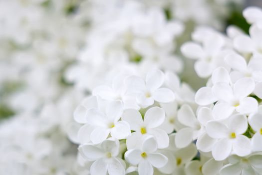 Blooming lilac flowers. Macro photo.