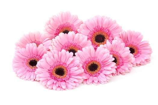 pink gerbera flowers on white background