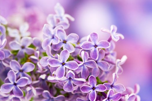 Blooming lilac flowers. Abstract background. Macro photo.