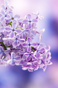 Blooming lilac flowers. Macro photo.