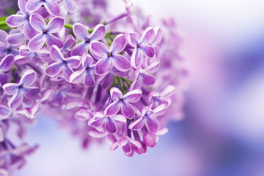 Blooming lilac flowers. Abstract background. Macro photo.