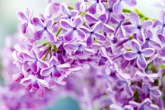 Blooming lilac flowers. Abstract background. Macro photo.