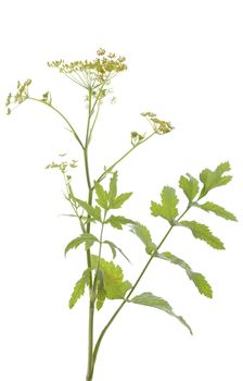plant parsnip (Pastinaca sativa) on white background