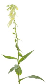 single flower (Digitalis grandiflora) on white background