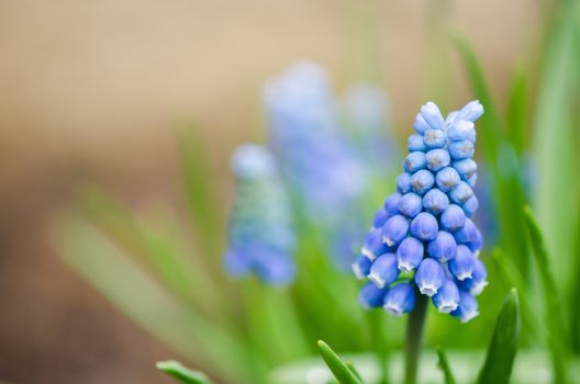 Blue grape hyacinth isolated on blur background