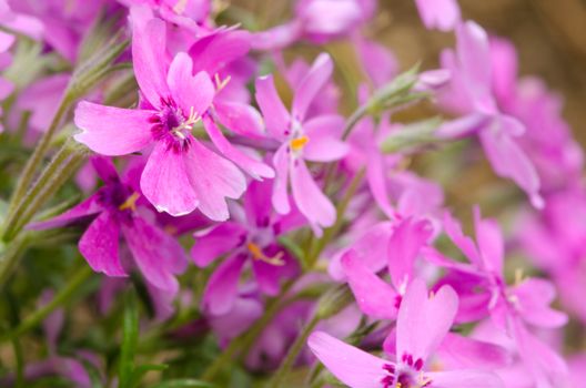 Detail of alpine plant with pink blooms.