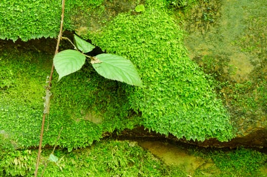 Texture of mossy rock with leafs. Nature background.