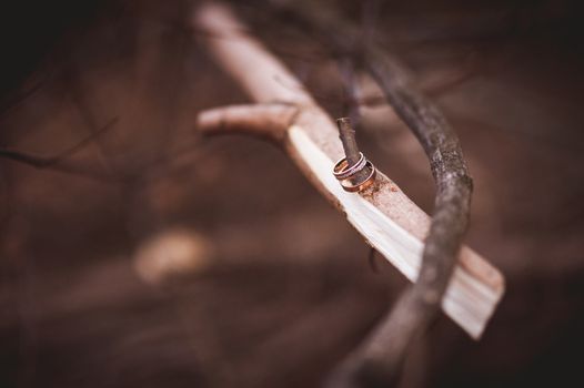 two gold wedding rings on tree branch