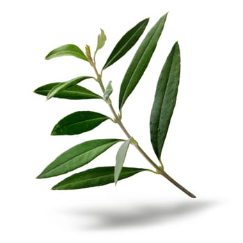 Fresh olive tree branch green leaves isolated on white background