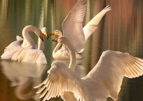 Four magnificent and elegant Whooper Swans gather together on a lake.
