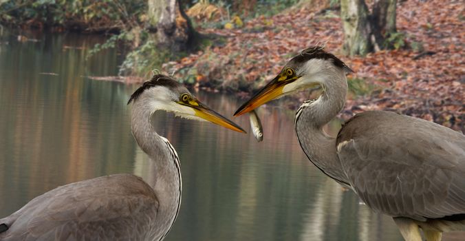 A pair of Grey Heronsin a woodland pool in Staffordshire, England. One looking enviously at the others catch.