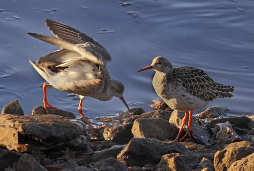 A pair of Ruffs by the pool, looking for food in Norfolk, England.