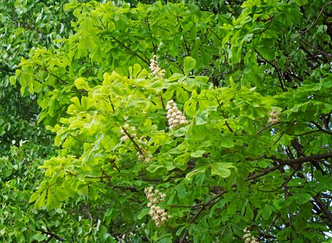 Chestnut blossoms amid young green leaves