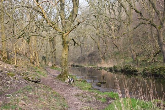 the river running through lathkill dale in the peak district national park