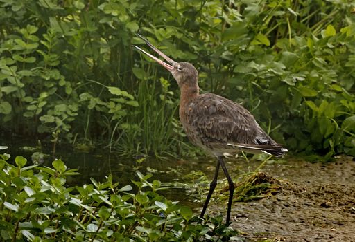 A Bar-tailed Godwit calls to its mate at a pool in Suffolk England