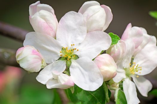 Branch of apple-tree with plenty of white-pink colors and buds in a green garden in spring.