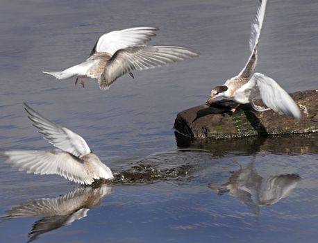 A Common Tern dives for fish whilst another looks on and a third comes down to land at a lake in Norfolk, England.