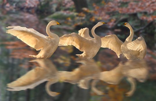 Whooper Swans appear to dance on the lake, reminding one of the Swan Lake Ballet.