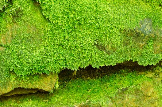 Mossy rock texture with hole, nature background.