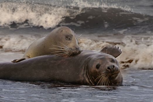 During the mating season the female Atlantic Grey Seals often encourage the males to mate.
