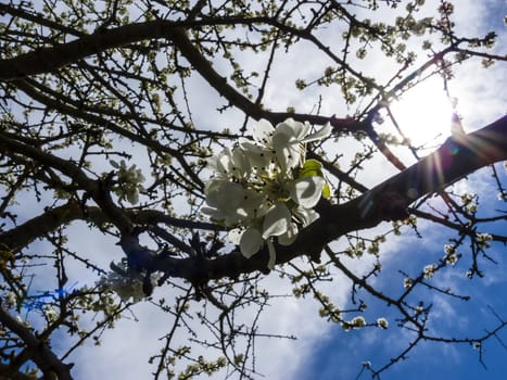 Fruit tree blossoms with sunlight - spring beginning