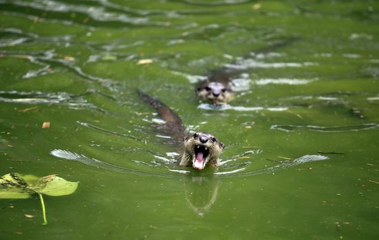 Two otters in the green water