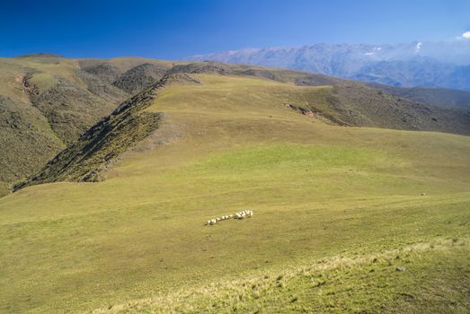 Grassy planes with sheep herd in Capilla del Monte in Argentina, South America